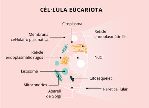 serum antiarrugas