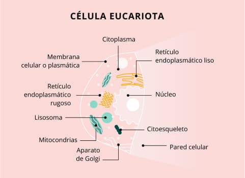 serum antiarrugas