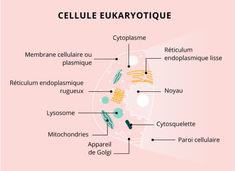 serum antiarrugas