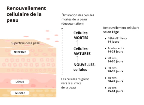 renouvellement peau