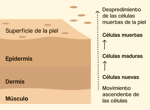 Chemical exfoliation