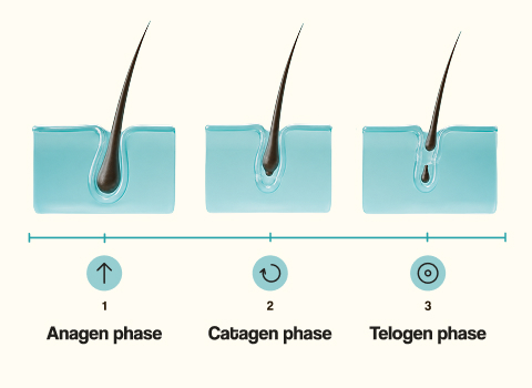 infographic_phases