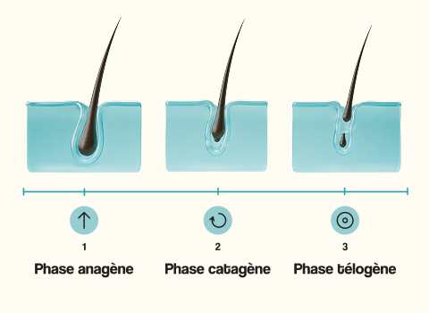 infographie_phases