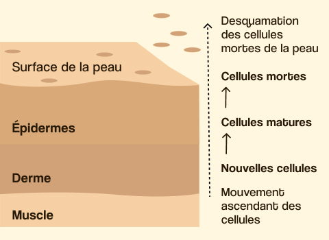 renouvellement peau