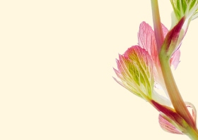 Ingredient image