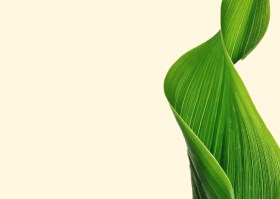Ingredient image