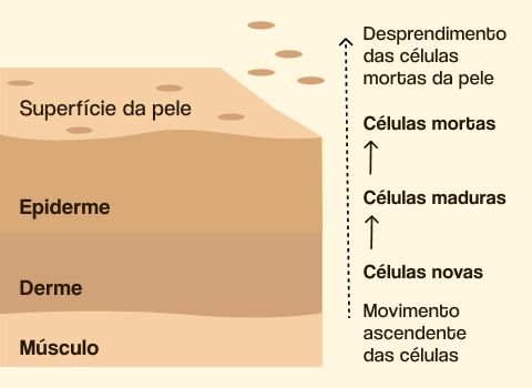 renova&ccedil;&atilde;o celular da pele