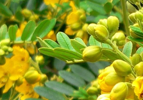 SENNA ALEXANDRINA