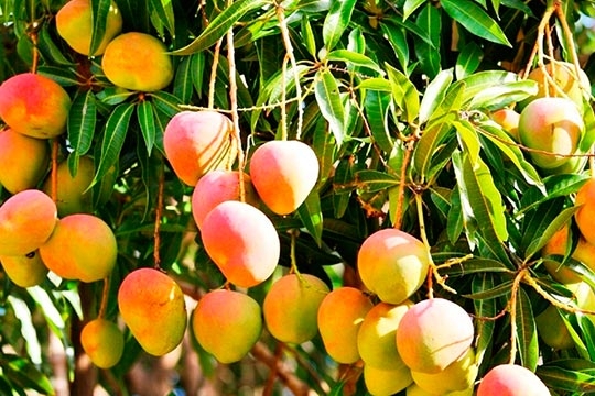 MANGO