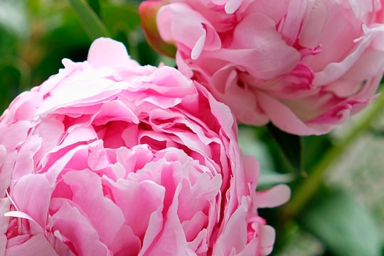 Peony | Freshly Cosmetics