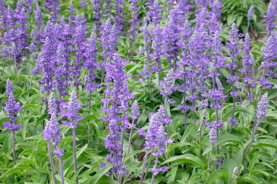 SALVIA ECO