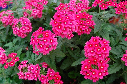 VERBENA