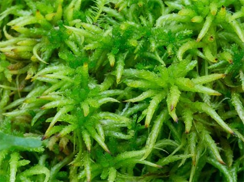 SPHAGNUM