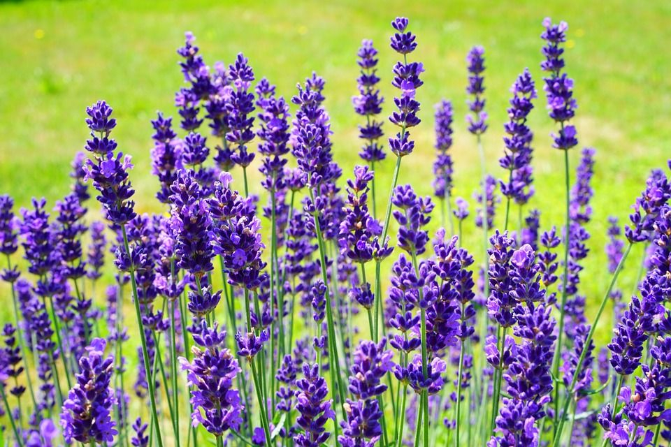 LAVANDA