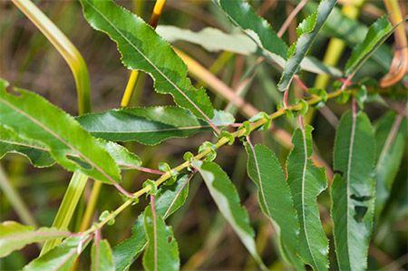 WILLOW BARK ACTIVE