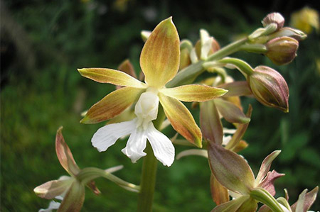 ORQUÍDEA