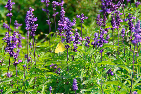 RADICE DI SCUTELLARIA ASIATICA