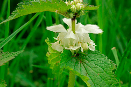 WHITE NETTLE