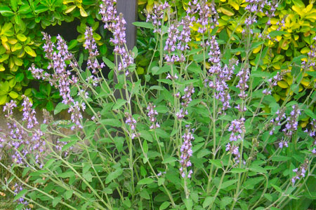 SALVIA OFFICINALIS