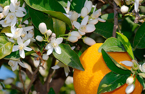 ARANCIO AMARO