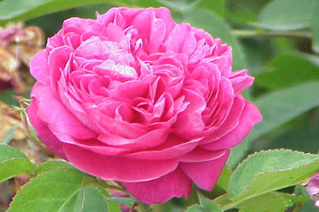 ROSE DE DAMAS