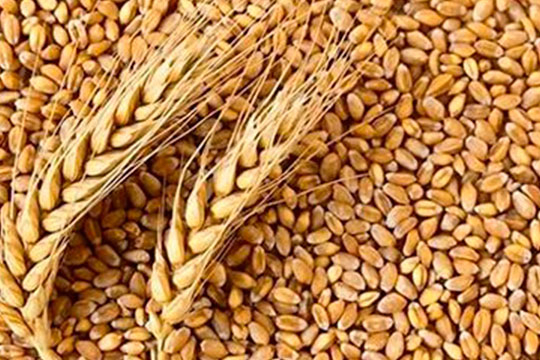 HYDROLYZED WHEAT PROTEIN