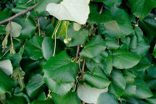 TILIA TOMENTOSA