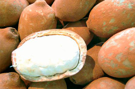 Cacao - désodorisé, beurre végétal (Theobroma cacao) - Aroma