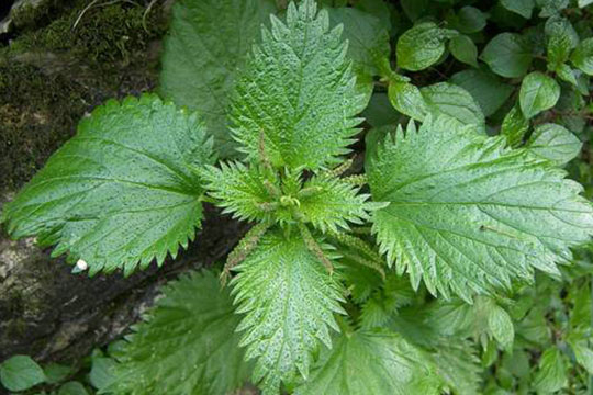 STINGING NETTLE