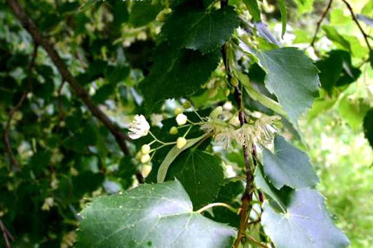 LIME TREE