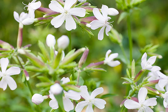 SAPONARIA