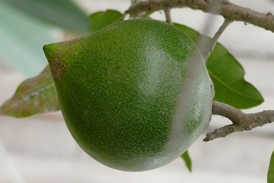 LUCUMA