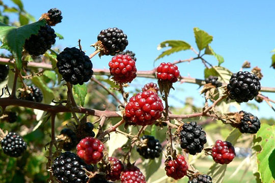 MÛRIER NOIR