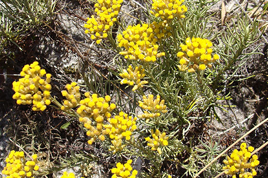 HELICHRYSUM ARENARIUM