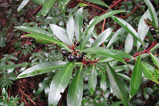 PIMIENTA DE TASMANIA