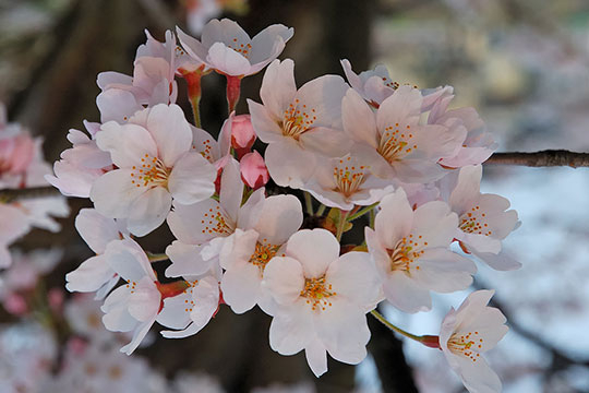 PERFUM NATURAL DE CHERRY BLOSSOM