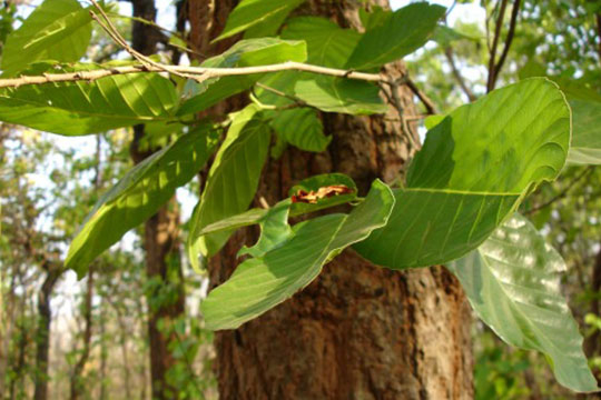 SHOREA ROBUSTA