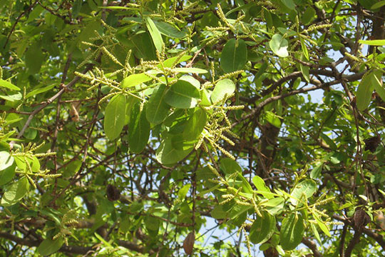 TERMINALIA ARJUNA