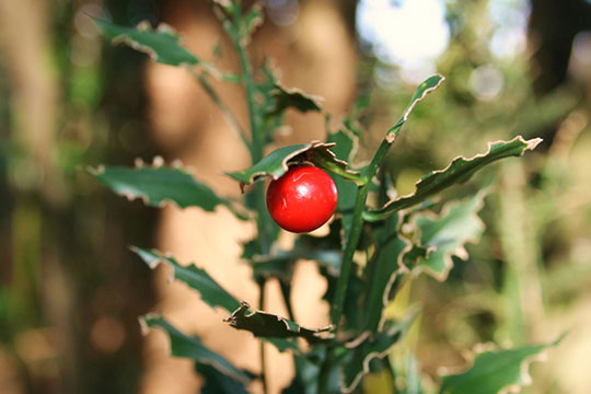 ARREL DE GALZERAN DE JARDÍ