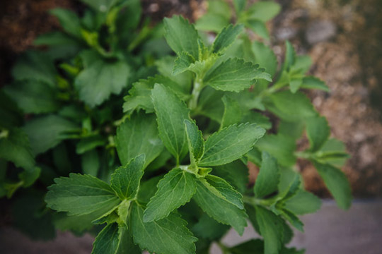 STEVIA