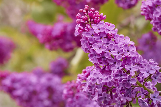 COMMON LILAC