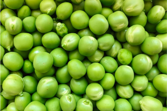 POUSSE DE PETIT POIS