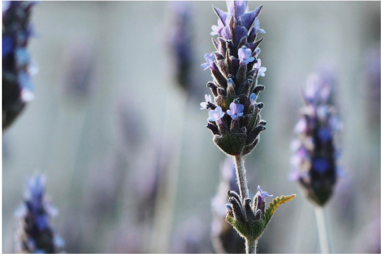 LAVANDA