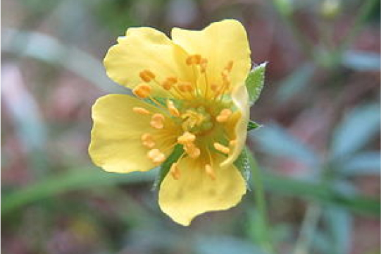 CINQUEFOIL TORMENTIL