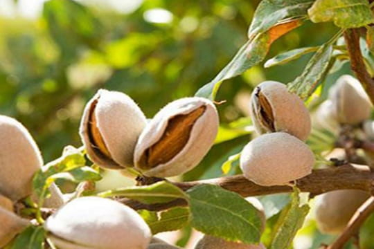 PARTICLES OF ALMOND SHELLS