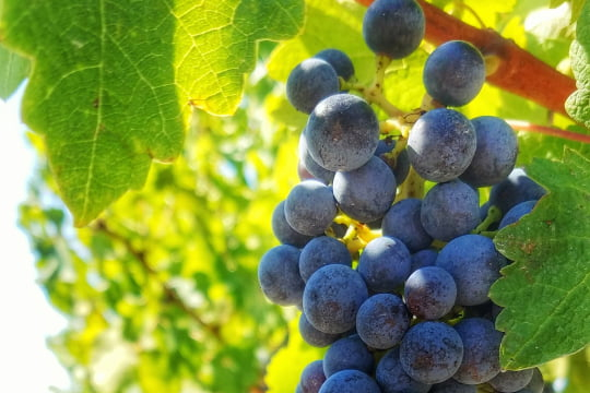 FERMENTATION DU RAISIN