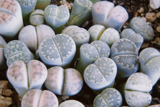 LITHOPS PSEUDOTRUNCATELLA