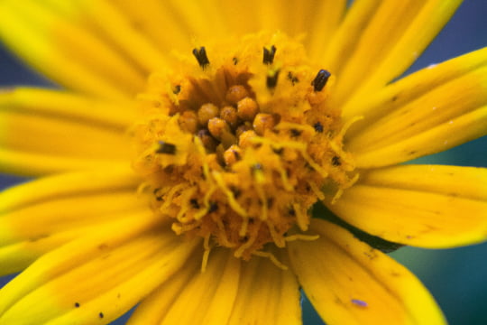 ARNICA MESSICANA