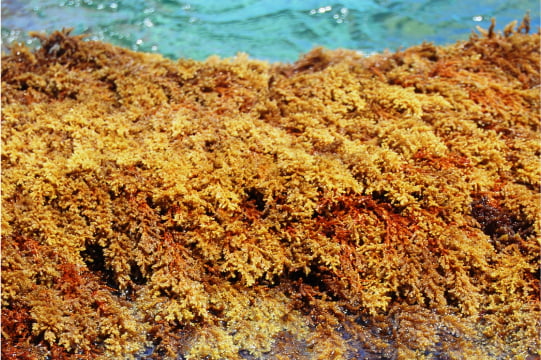 CYSTOSEIRA SEAWEED