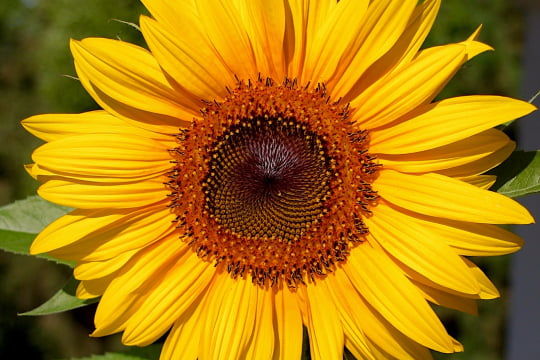 CIRE DE GRAINES DE TOURNESOL